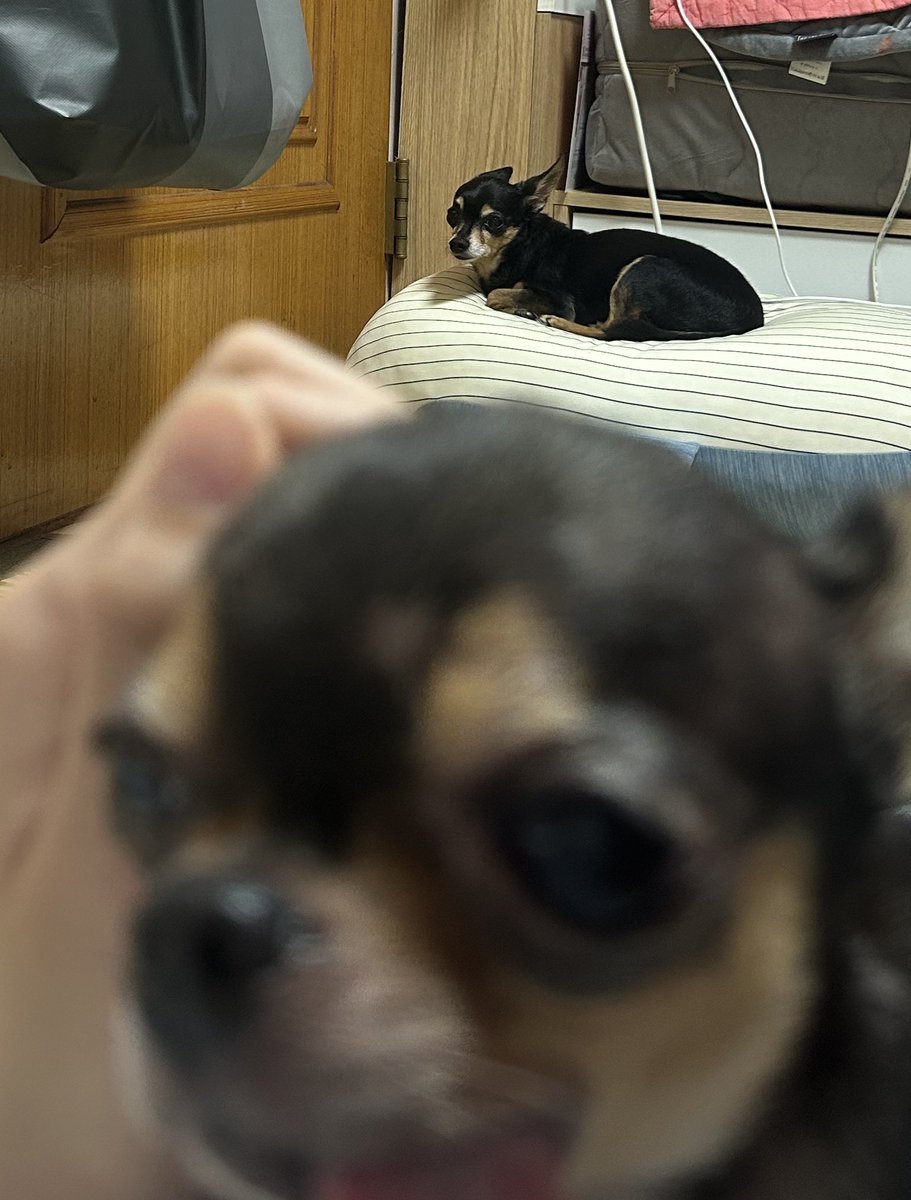 갑자기 모르는 강아한테 주인 뺏겼는데 어린 강아지라 화도 못내고 그저 쿠션 위에서 눈물 훔치는 것밖엔 할 수 없는 10살 OPPA