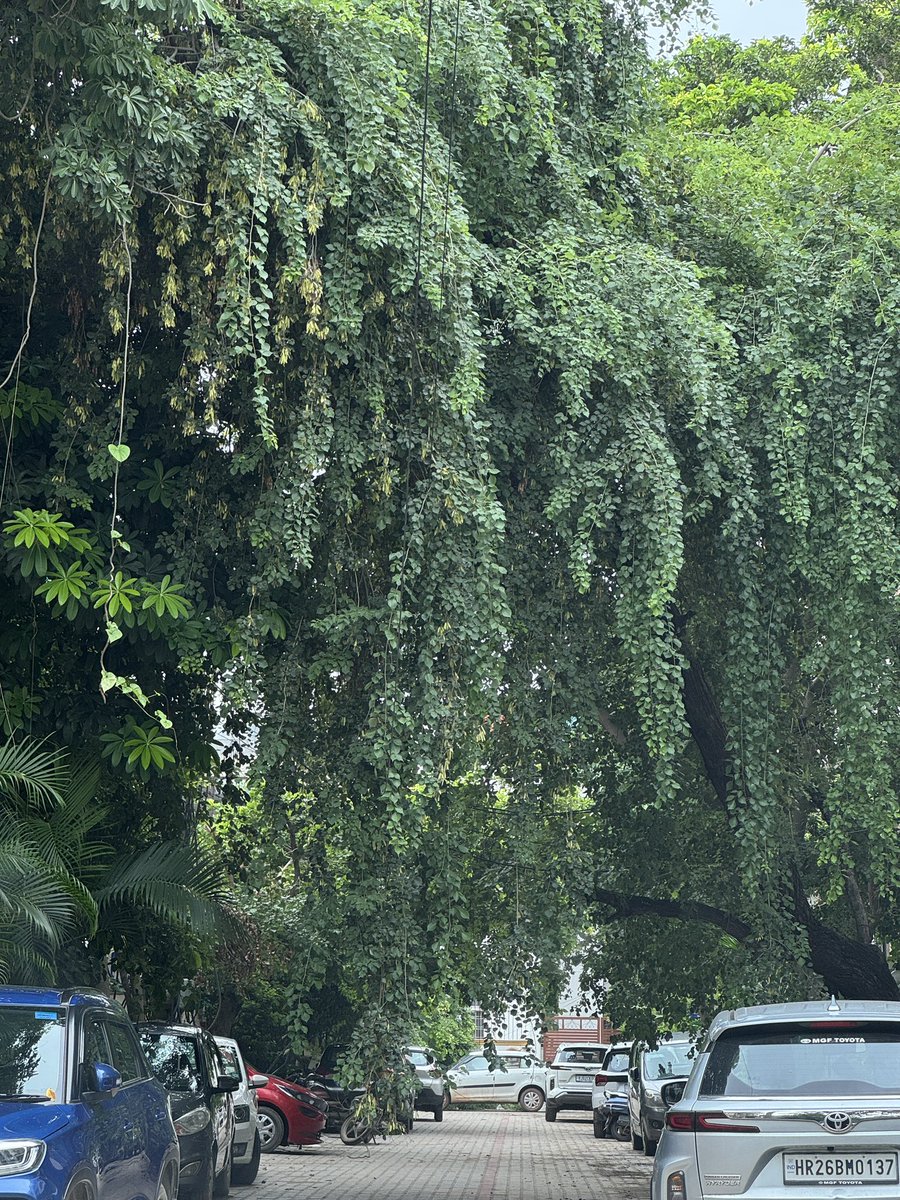 rgarg0607's tweet photo. @MunCorpGurugram @cmohry @DHBVNL 
Tree pruning required immediately. Very dangerous situation in house lane 161-175, M BLOCK , SOUTH CITY1, Gurgaon. 
Life and property hazard. No one is taking action. Pl act immediately. https://t.co/XzcMbf0f3y