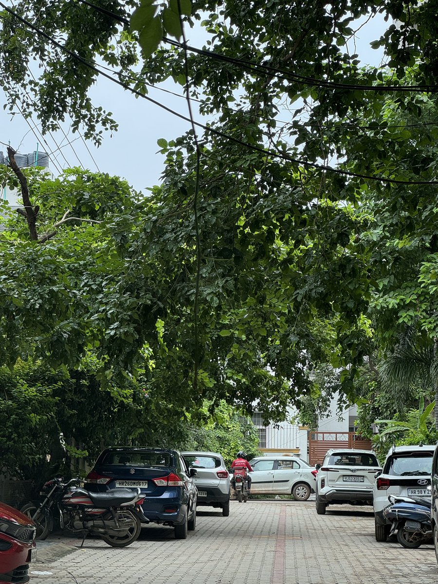 rgarg0607's tweet photo. @MunCorpGurugram @cmohry @DHBVNL 
Tree pruning required immediately. Very dangerous situation in house lane 161-175, M BLOCK , SOUTH CITY1, Gurgaon. 
Life and property hazard. No one is taking action. Pl act immediately. https://t.co/XzcMbf0f3y