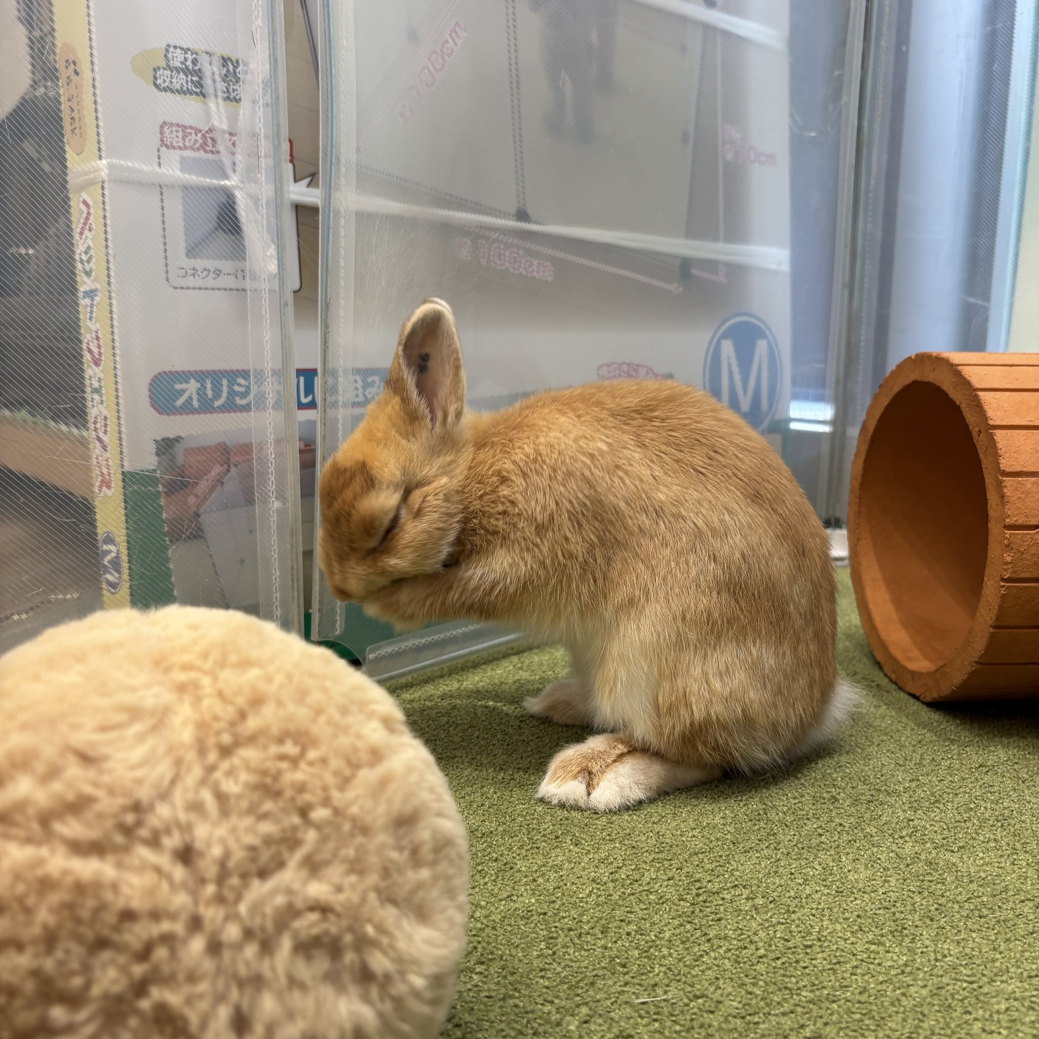 うさぎのしっぽオリナス錦糸町店 on X: 