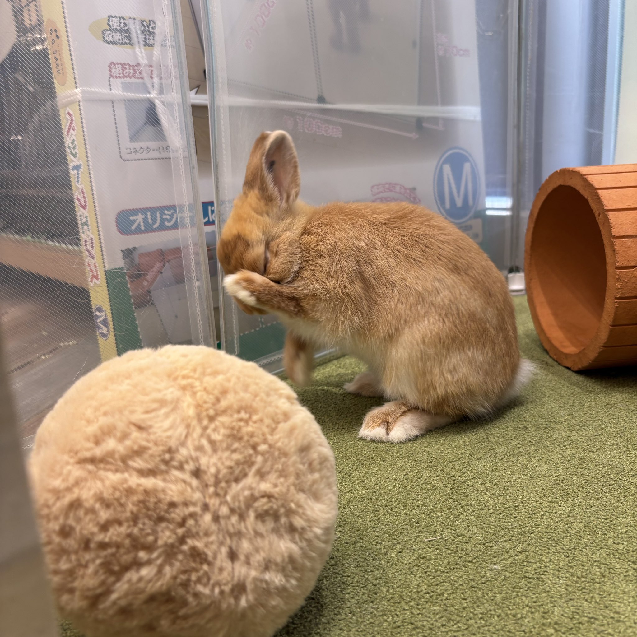 うさぎのしっぽオリナス錦糸町店 on X: 