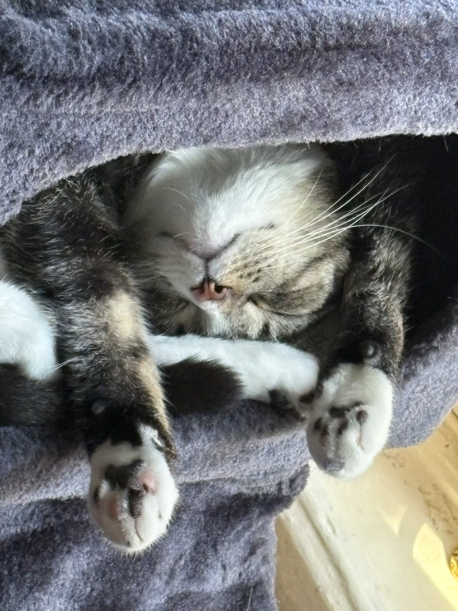 Today’s beauty - my cat exactly expressing how I feel at the end of this first week back at school. #catsoftwitter