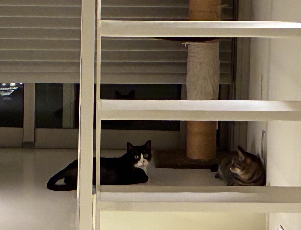 ねこてん (@nekonekodo) / Posts / X