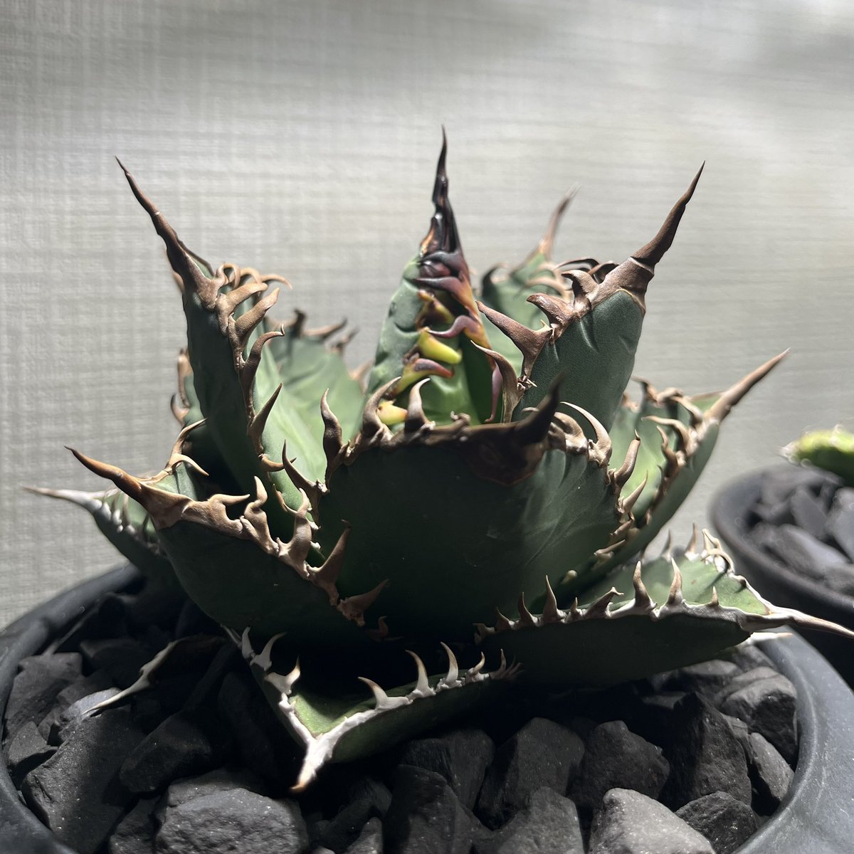 うちに来て一年経ちました。一回根が死んだりあったけど大きくなりました☺️
もっと短葉に育てたい…