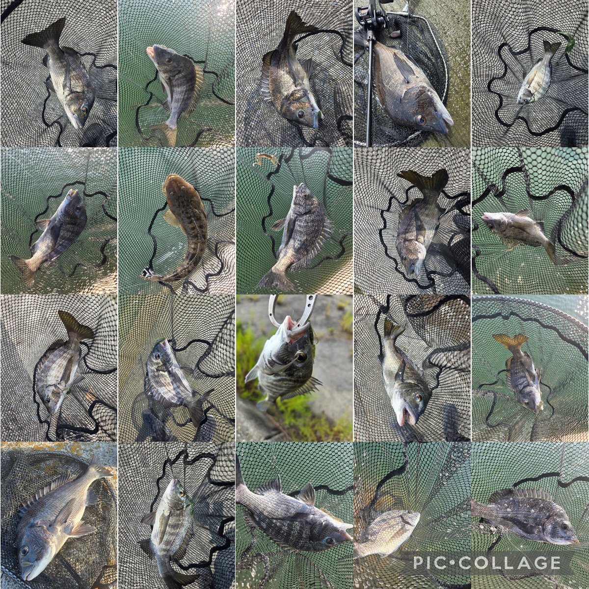 遊神チヌSP 様 確認ページ❗ ちぬ (@ChinuGames) / X