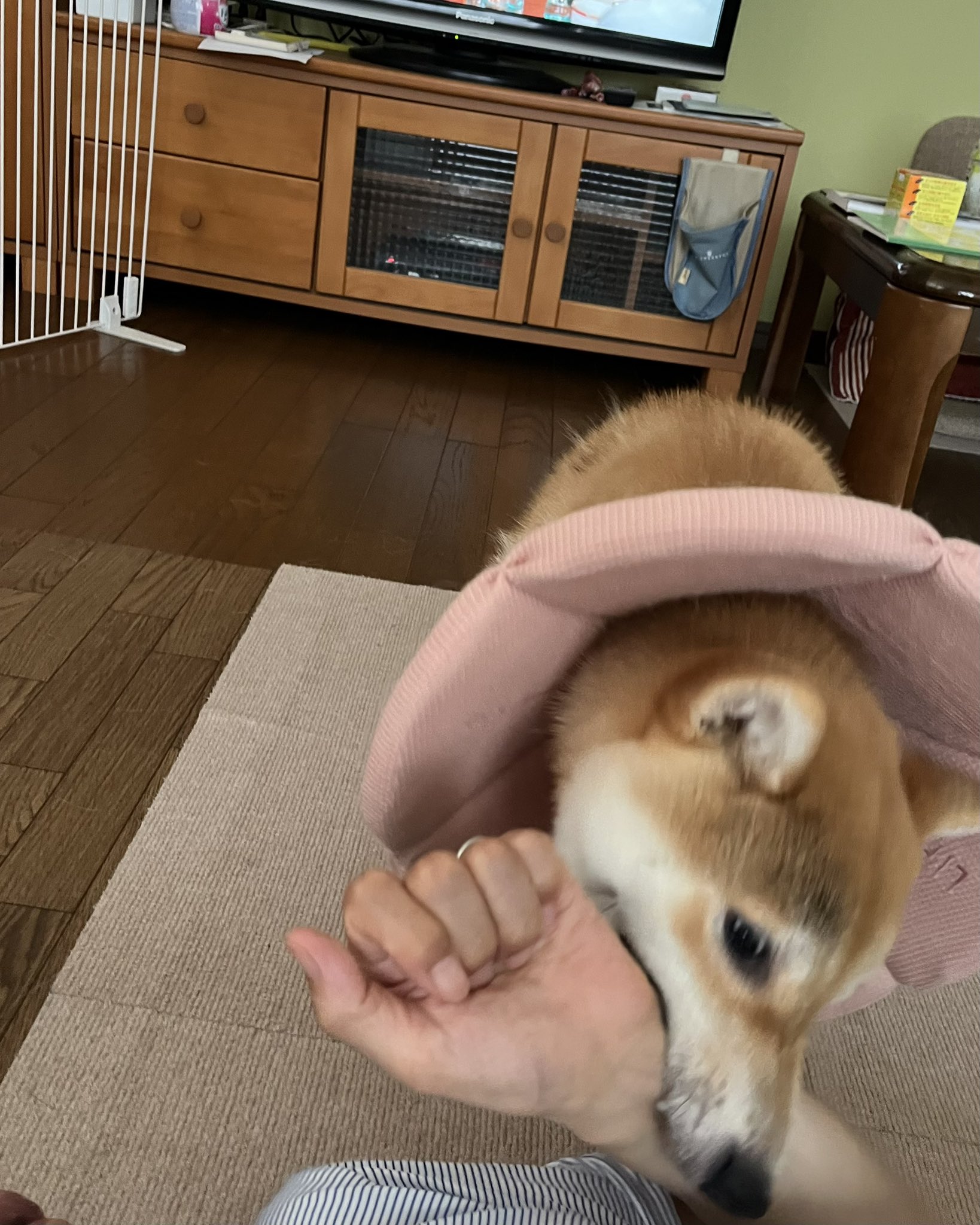 しばけん 柴犬こうめ (@shibatto_koume) • Instagram photos and videos
