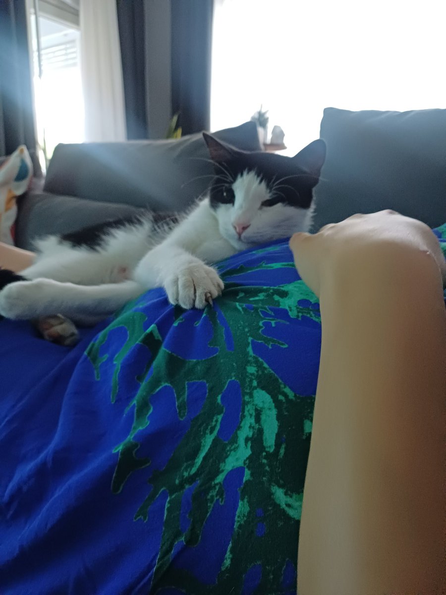 c2 seviye temas seven kedi