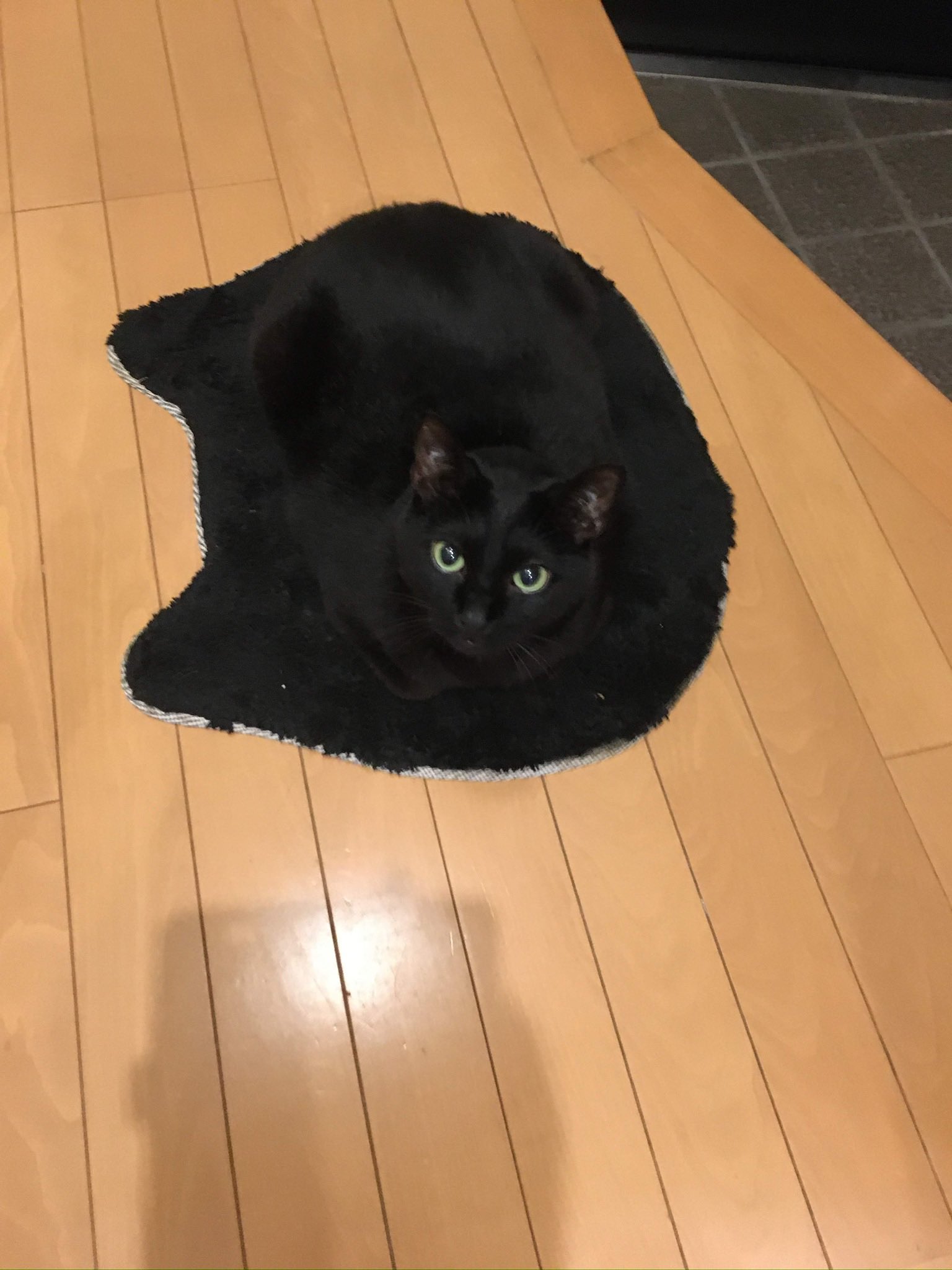 ねこ◎不調の為返信遅れますプロフ必読様用個別オーダーページ-2 パネル生地 ねこ ねこ◎不調の為返信遅れます、プロフ必読様用個別オーダーページ