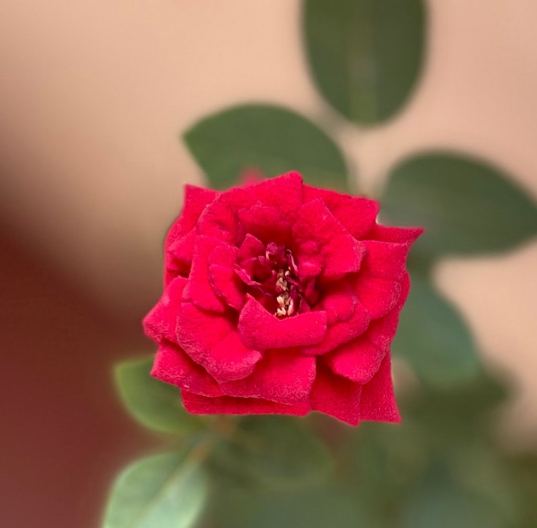 Gimme Red!