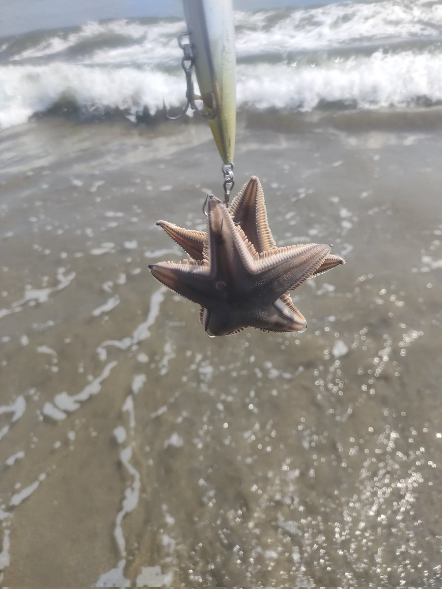 1ヶ月半ぶりの鹿島灘！
早朝から目の前にベイト有り。
マゴチもジャンプしてて激アツの海だった🔥
結果はマゴチ５匹。
久しぶりに家へのお土産が確保できた😄