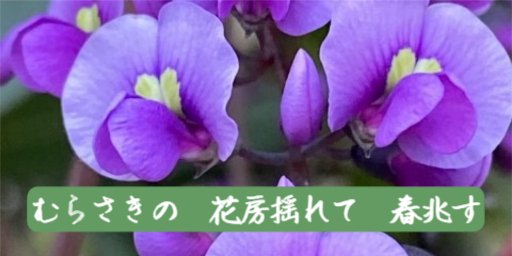 むらさきの　花房揺れて　春兆す
品のあるハーデンべルギア、鮮やかな紫色の花が咲いている。オーストラリア原産、マメ科の常緑つる性植物。
#ハーデンべルギア #マメ科 #オーストラリア原産
