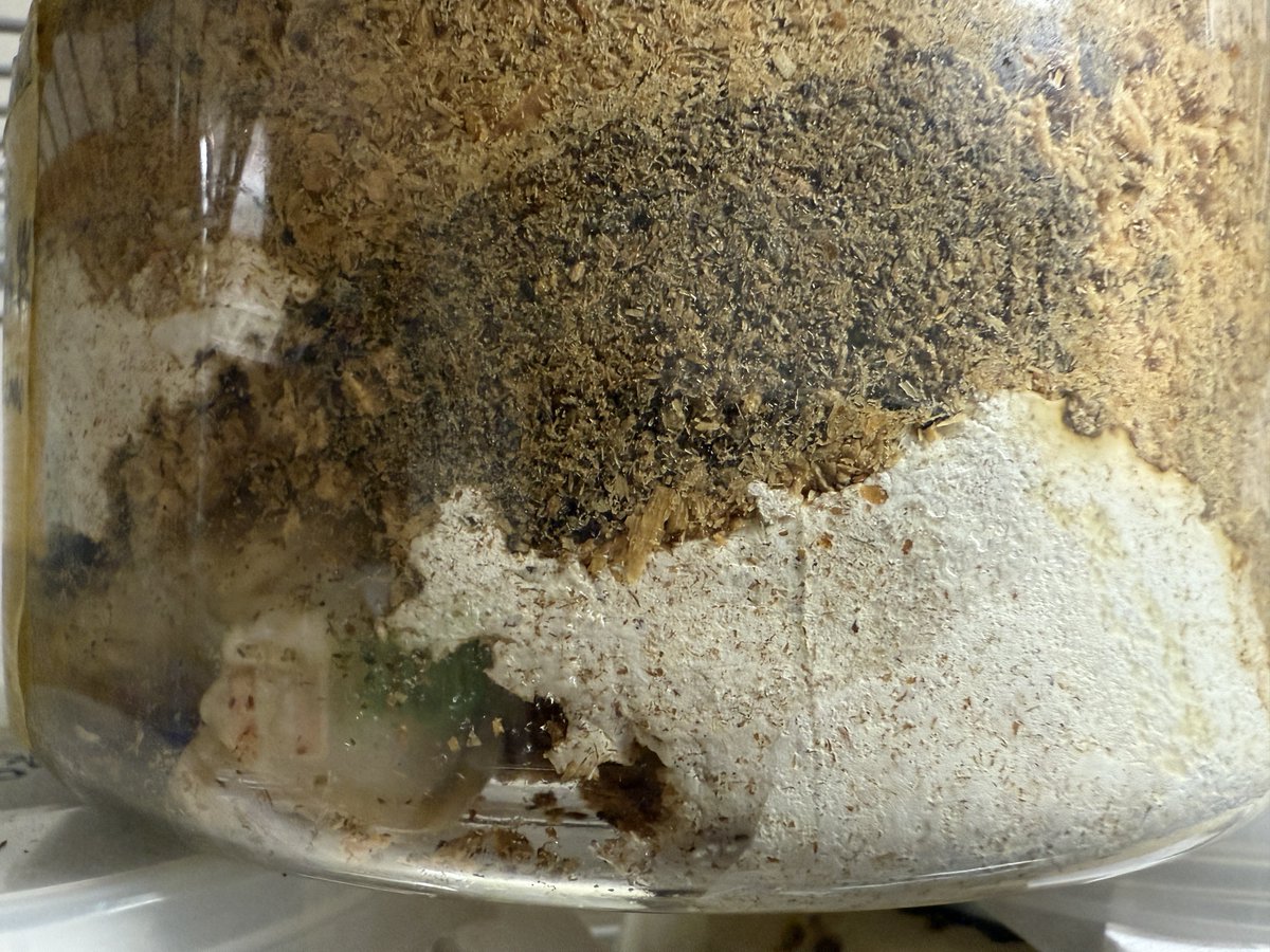 Go_Go_Namedango's tweet photo. タランドゥス
食痕の色調変化について

気が付いている方が多数いると思いますが、3令の食痕の色調変化。
卵の殻や卵座周辺のオガに付着し母親から受け継ぐのが共生酵母です。
特に雌個体は、羽化後に蛹室内壁に尻の先端を擦り付けてマイカンギア（菌嚢）に共生酵母を補充または回収しているので、雌個体は特別な理由がない限りは、自然蛹室羽化推奨となります。

雄成虫にはマイカンギアが存在しないので、如何に雄幼虫に共生酵母または類似菌種を接種させるかが重要。

食痕の色の変化を画像で見ると、1と2は良好。3と4はオガを消化しきれていないのか
、変色している部分が出始めて、その後、暴れが始まります。

要は、食べたオガを消化、栄養素を吸収される時間を延長できれば、幼虫体重の更なる上乗せが狙えます。

その為には何をするべきかは、別の機会で紹介できればと思います。

いい感じです🦜🦜🦜