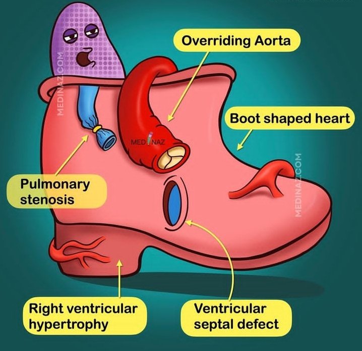 CardiovascularCorner tweet media