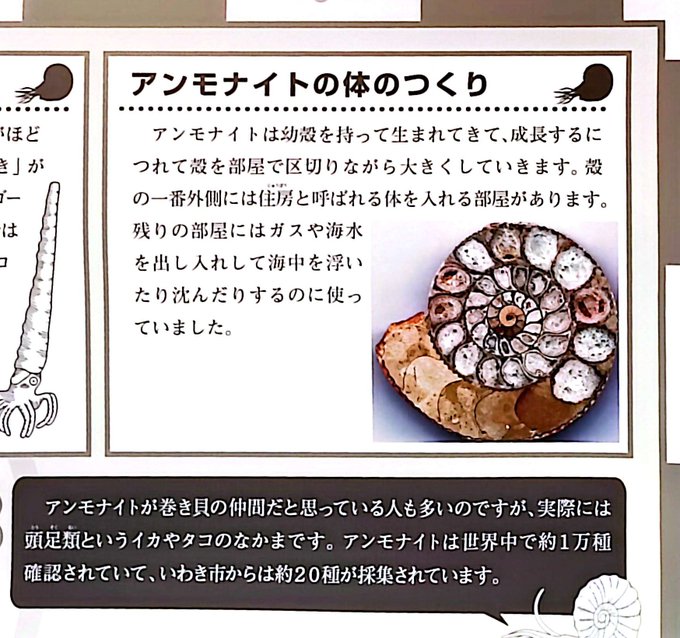 今日食べたカレーの器で思い出した。 先日訪れたいわき市の化石館で、調べるほどでもないけど子どもの頃からちょっとだけ気になってた「アンモナイトの化石、殻が塞がってない?」問題の回答を得たことを。