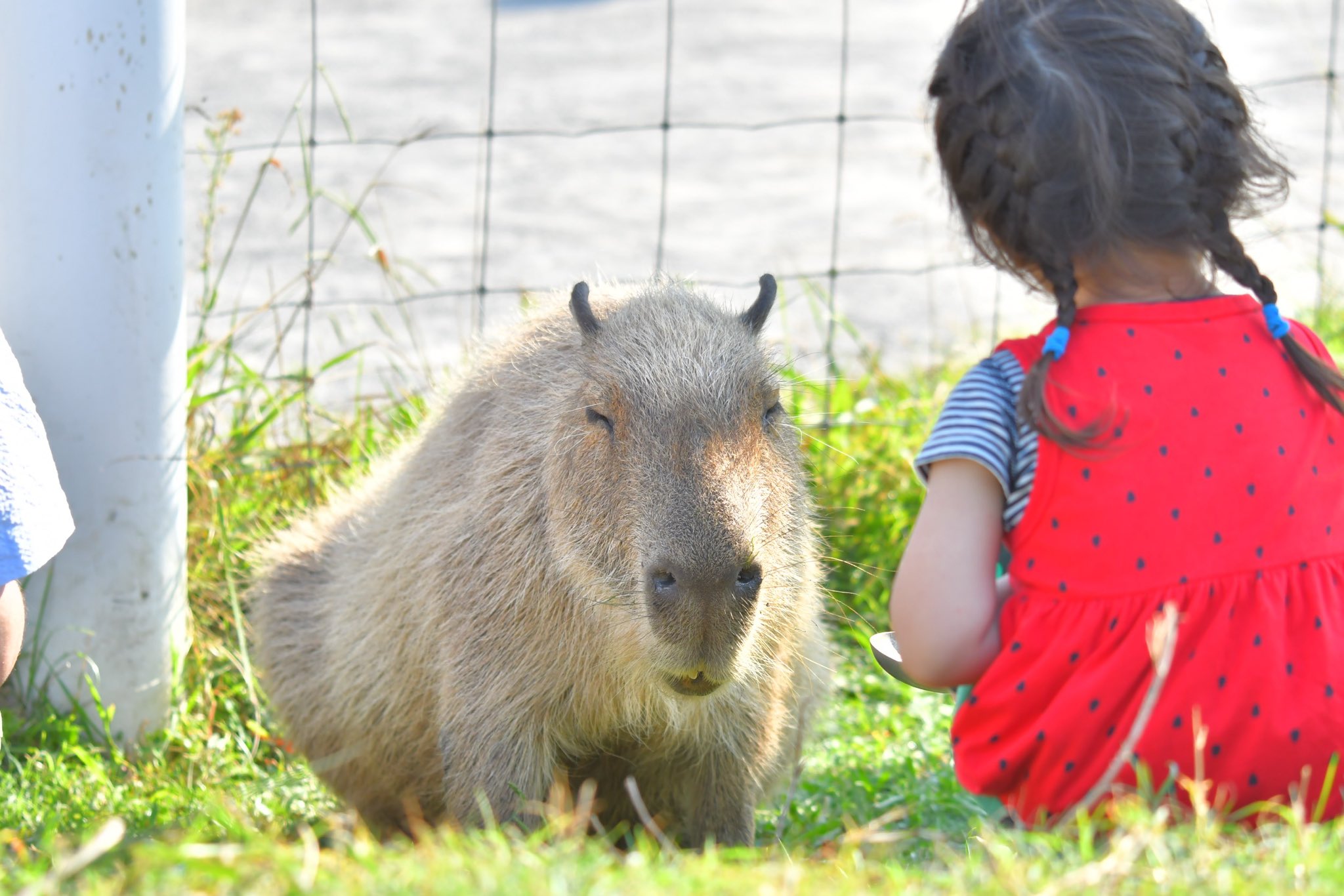 blue_ball_satoshi/Satoshi's Capybara Spirit (@blueball0600) / X