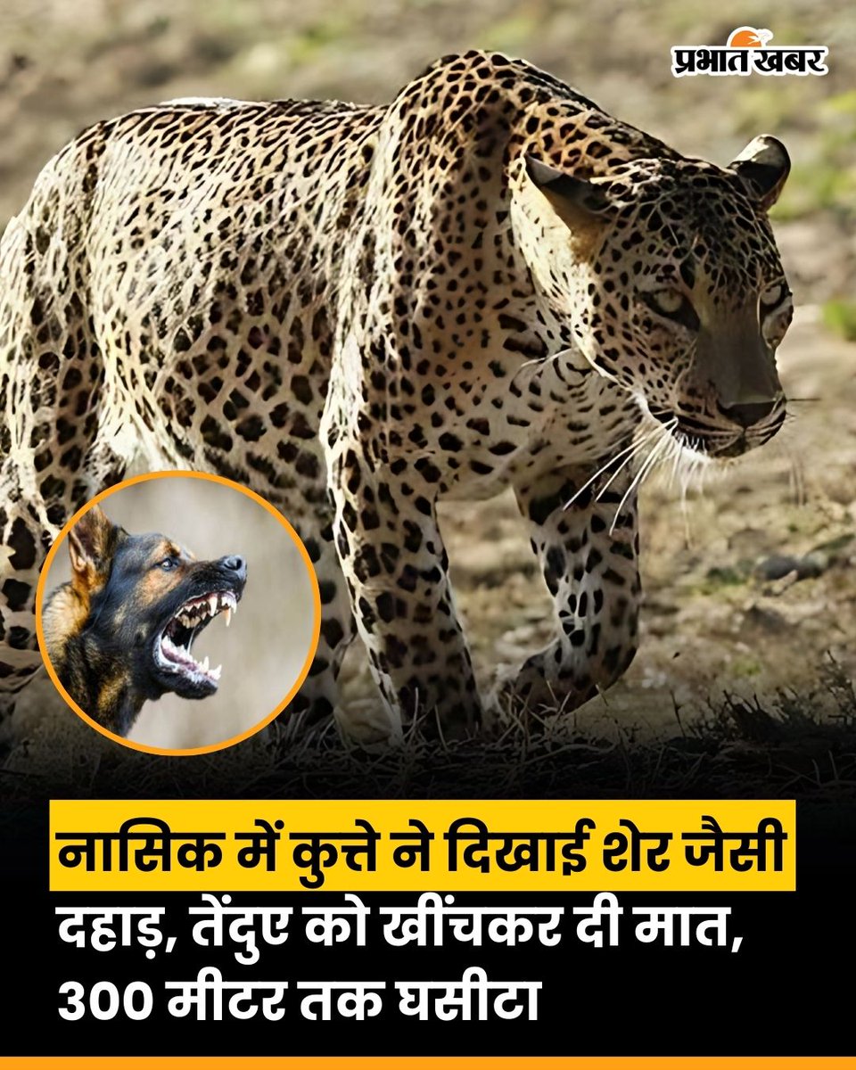 prabhatkhabar's tweet image. महाराष्ट्र के नासिक से एक चौंकाने वाला वीडियो वायरल हो रहा है। वीडियो में एक आवारा कुत्ता तेंदुए से भिड़ता नजर आता है। हैरानी की बात यह रही कि कुत्ते ने न सिर्फ तेंदुए का मुकाबला किया बल्कि उसे पछाड़कर करीब 300 मीटर तक घसीट दिया।
#DogVsLeopard #NashikNews #DogPower  #prabhatkhaba