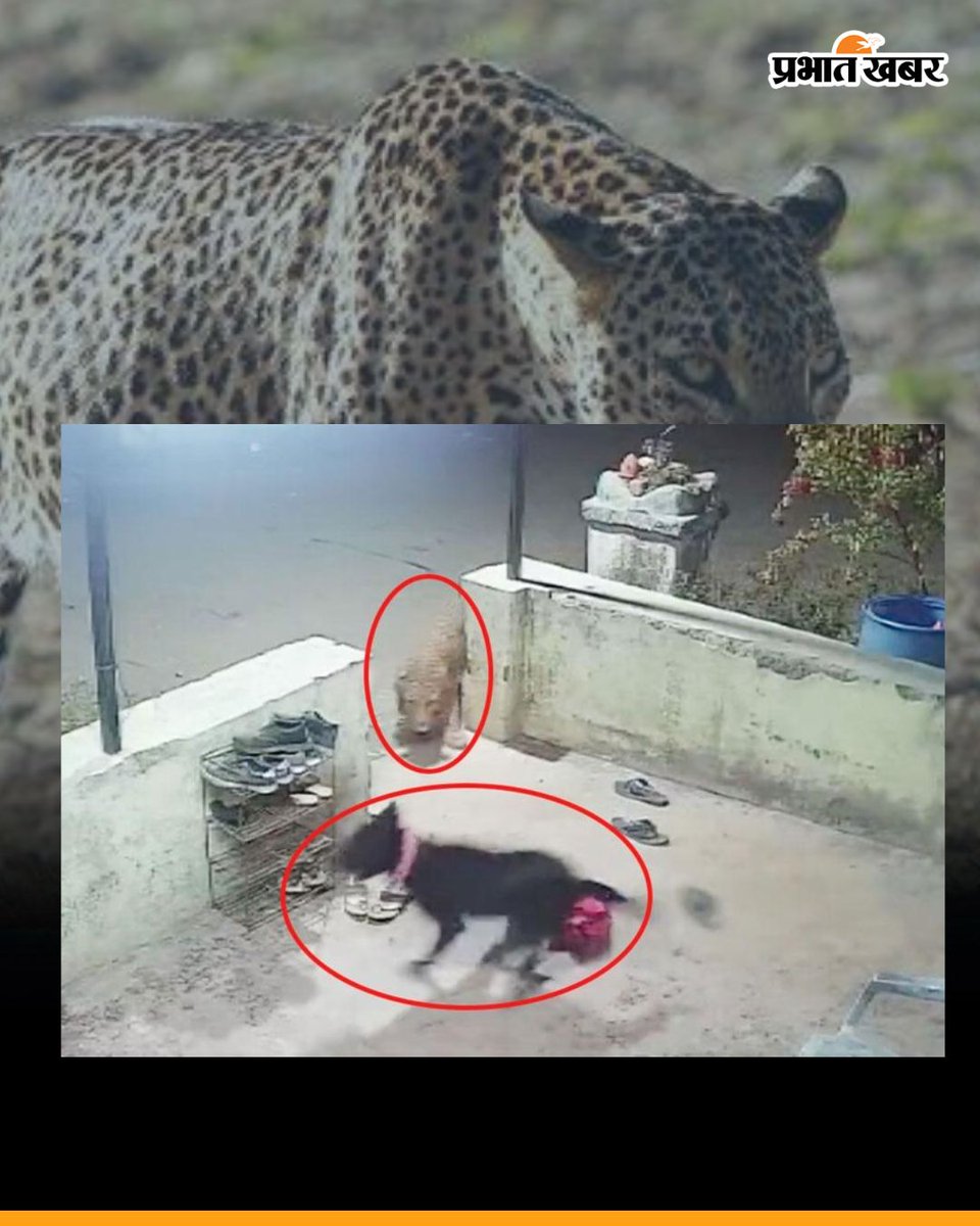 prabhatkhabar's tweet image. महाराष्ट्र के नासिक से एक चौंकाने वाला वीडियो वायरल हो रहा है। वीडियो में एक आवारा कुत्ता तेंदुए से भिड़ता नजर आता है। हैरानी की बात यह रही कि कुत्ते ने न सिर्फ तेंदुए का मुकाबला किया बल्कि उसे पछाड़कर करीब 300 मीटर तक घसीट दिया।
#DogVsLeopard #NashikNews #DogPower  #prabhatkhaba