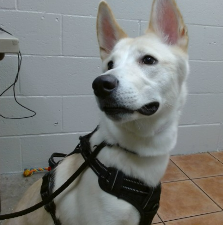 🆘💔🆘 Terrific 8 month old TEDDY at Downey #California ACC received his final 72 hour rescue plea today, 8-22😱 That means it will expire after Sunday, 8-24. He's only been at the shelter since 8-4. # weeks‼️Has great notes. Adoption fee waived. 
more⬇️ #A5717886