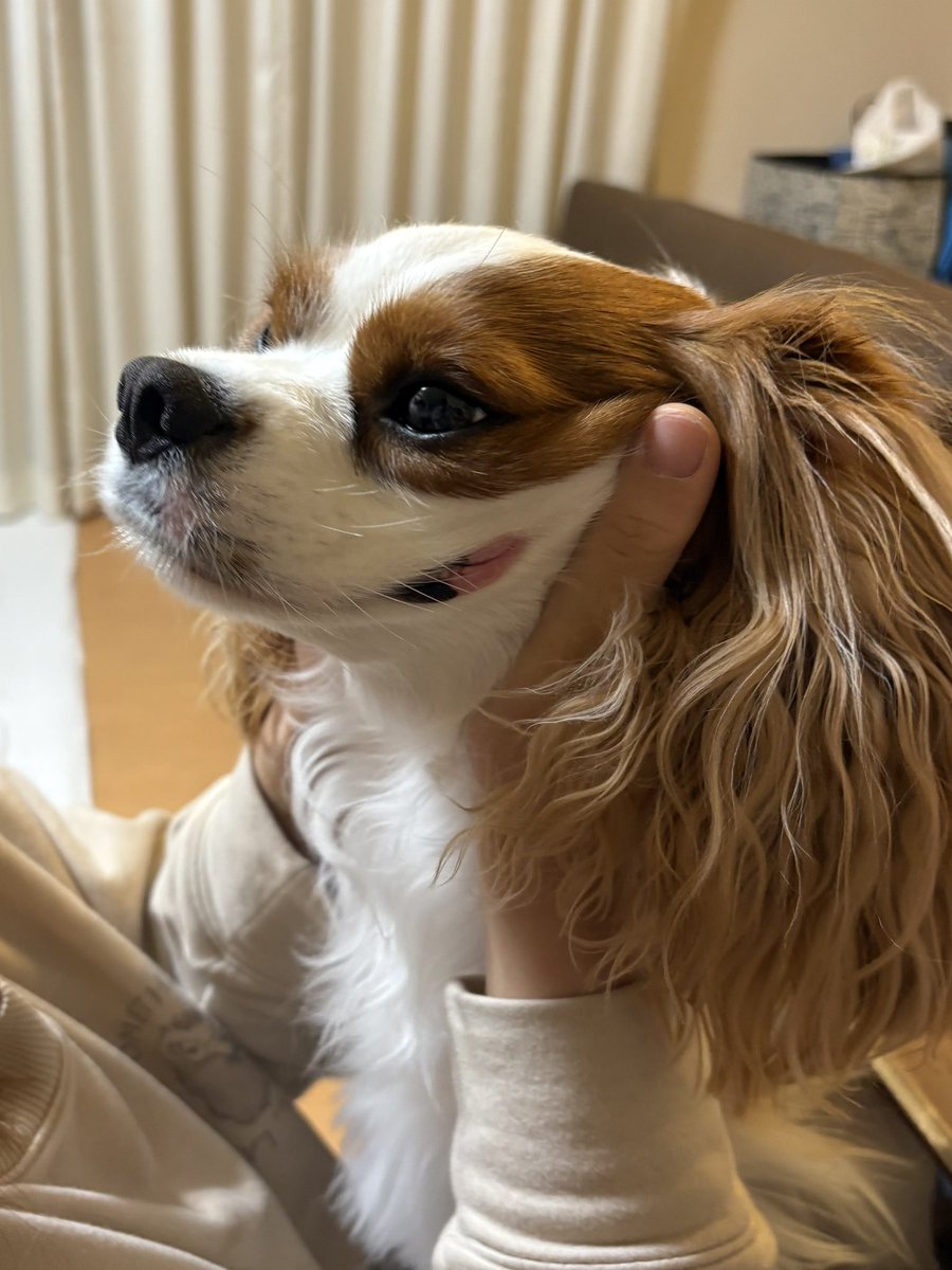 リフトアップされる犬
#キャバリア
#犬の居る生活