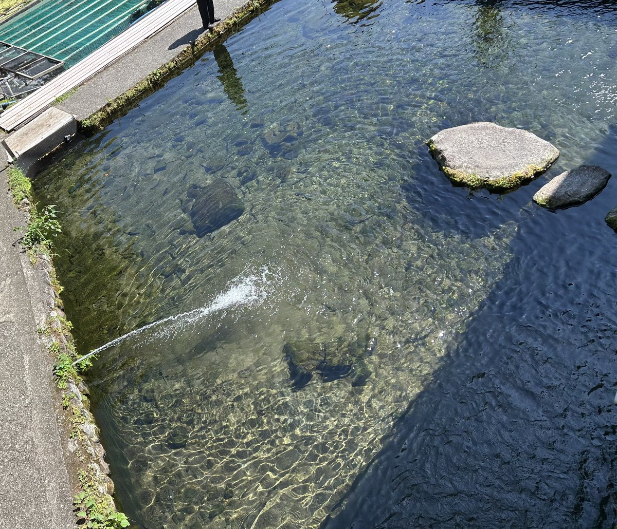 show_dtg's tweet photo. 釣った魚が美味い https://t.co/5hwTKNO2R0