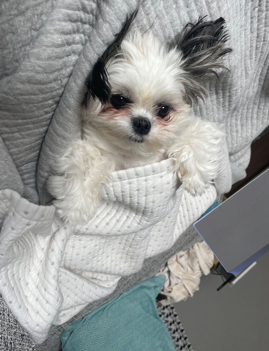 iamoreokun's tweet photo. お昼寝🐶💕 https://t.co/7QMJlgCkwn