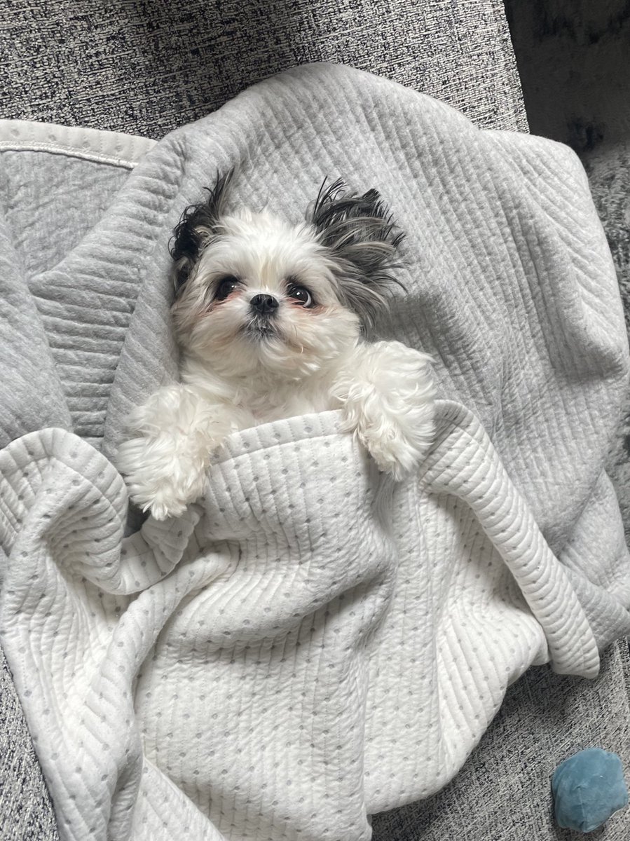 iamoreokun's tweet photo. お昼寝🐶💕 https://t.co/7QMJlgCkwn