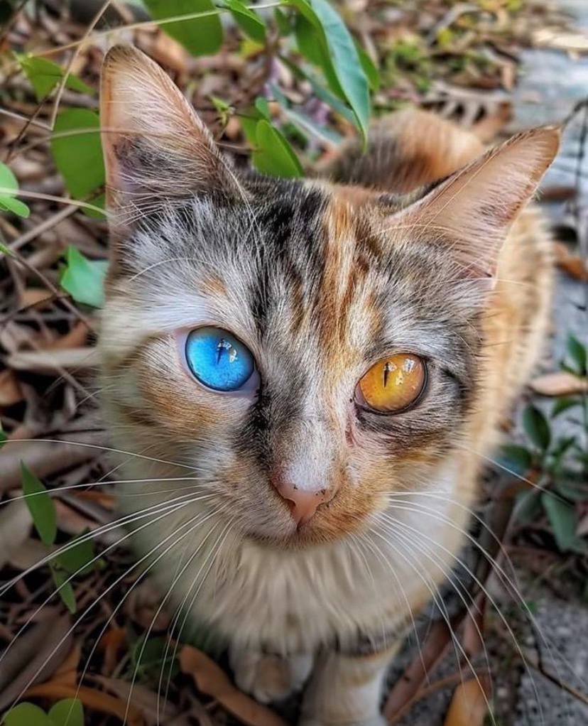 cats with powerful impression 🐾 tweet media