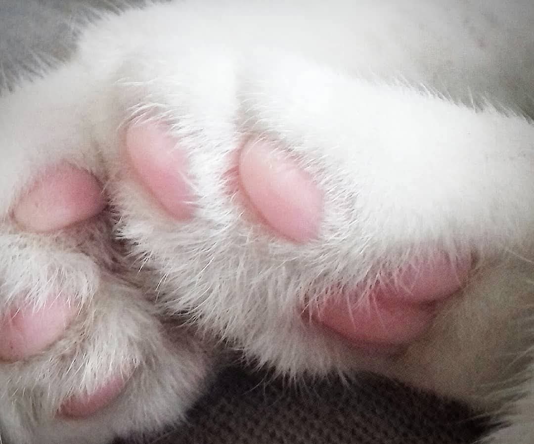 RudensLapaVeeja's tweet photo. Laikam vieni no patīkamākajiem nospiedumiem ....#🐾 #pēdas #pēdiņas #pawswordle #pawsprints #catspaws https://t.co/Ty6KzhD41I