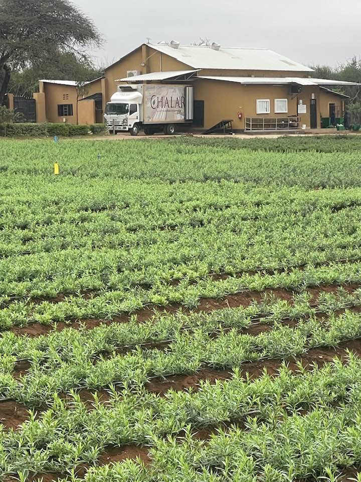 VeshKevin's tweet image. A remote village, Madulu producing the best herbs for the world.