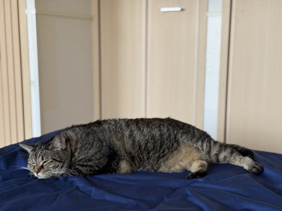 だんごちゃん
すやすや💤💤

#猫好きさんと繋がりたい
 #猫のいる暮らし
#保護猫