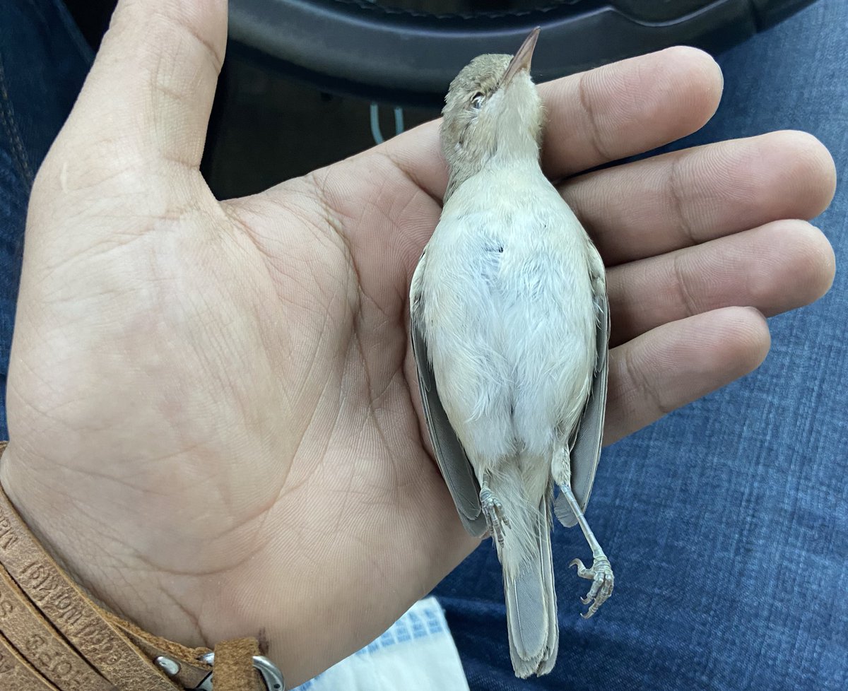 Fahrettin Emeç (@fahreddinemec) on Twitter photo 