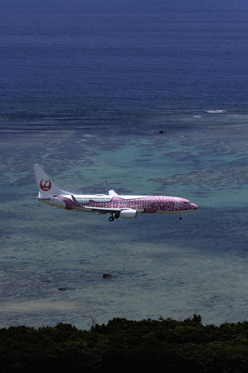 J_William9's tweet image. 沖縄の海を駆けるJTAの「さくらジンベエ」🌸🐋　

スマホのロック画面に是非どうぞ！ 
🆓ご自由に保存して好きなサイズで使用してください。

過去のものはハイライトにあります💁‍♀️

#wallpaper #LockScreen #壁紙 #ロック画面 #FlyJTA