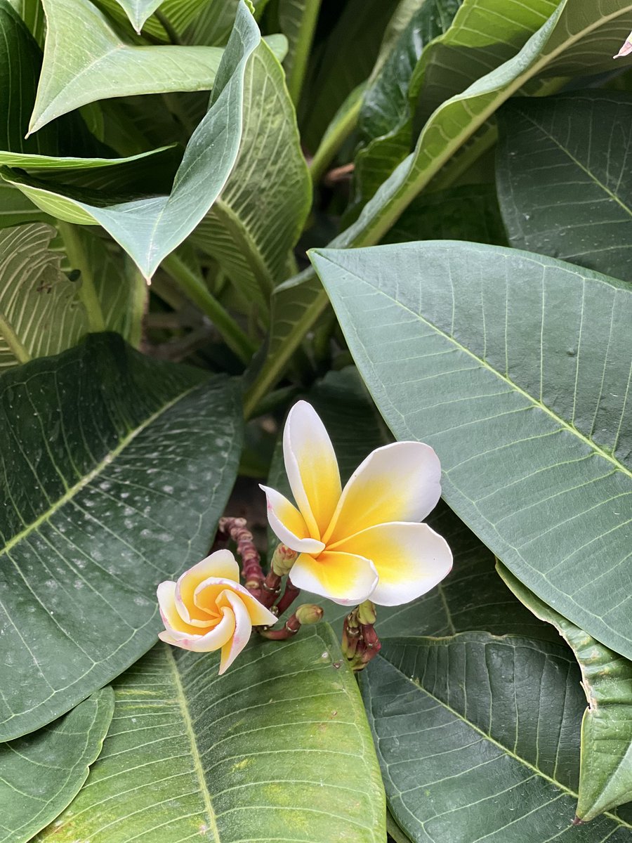 -कभी ना बड़ी बात कह देनी चाहिए, ऊपरवाला देख रहा है, आप जैसा कहते हो ना वैसा ही होता है, उसे तथास्तु कहते हैं।

#zakhirkhan 

#NaturePhotography #FlowersOnX #saturdaymorning #India #Gurgaon