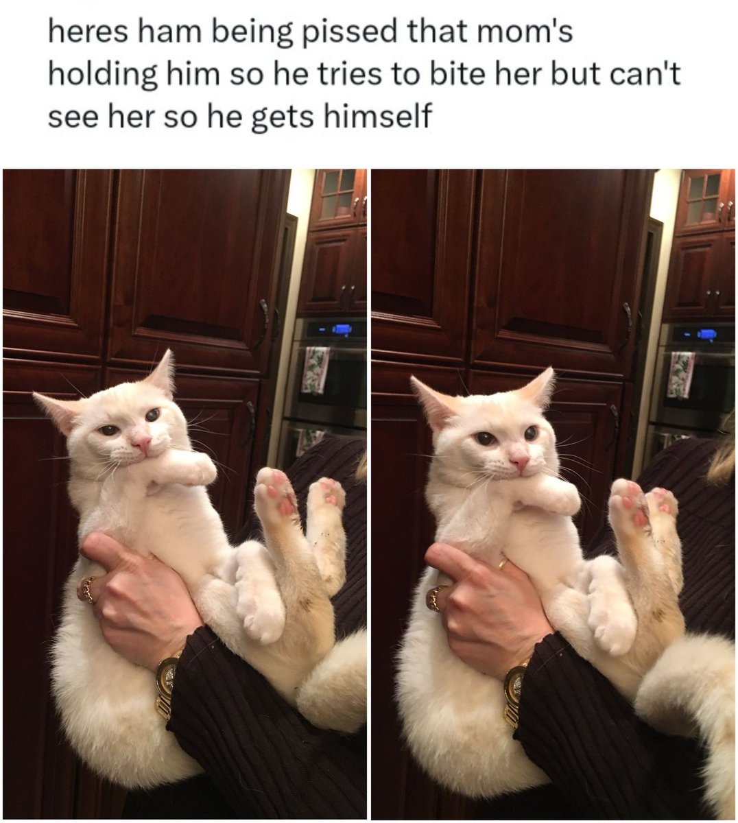 Cats and Kittens tweet media