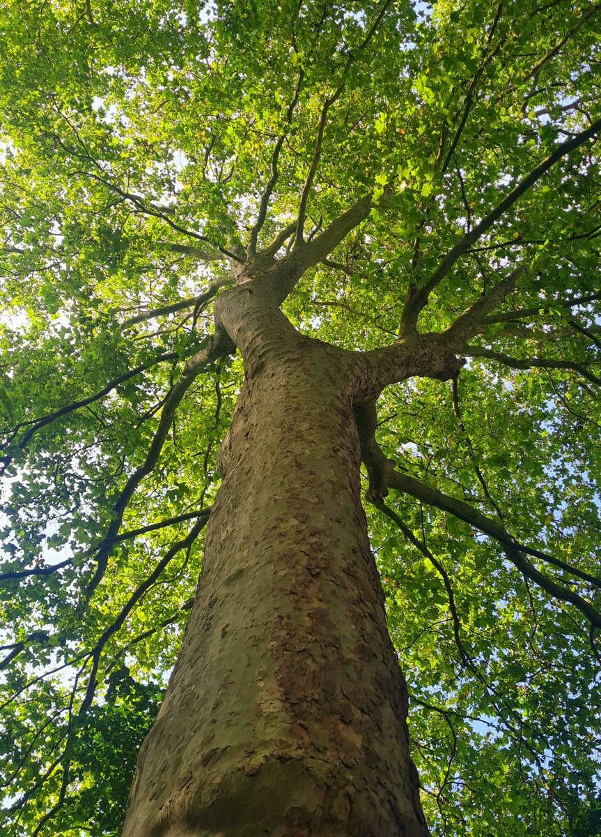 Mike Redwood ππΊπ¦ ππ (@splatscircusan1) on Twitter photo Goodmorning friends βοΈβοΈ Life is beautiful when you swing around trees. Goodmorning friends βοΈβοΈ Life is beautiful when you swing around trees.