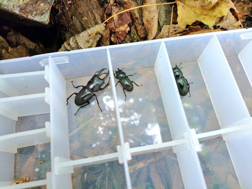 やっといい形のミヤマ来たけどツルっぱげの上右前フ節欠け🥲
もう厳しいんかなやっぱ。
アカアシもちょくちょく混じる。