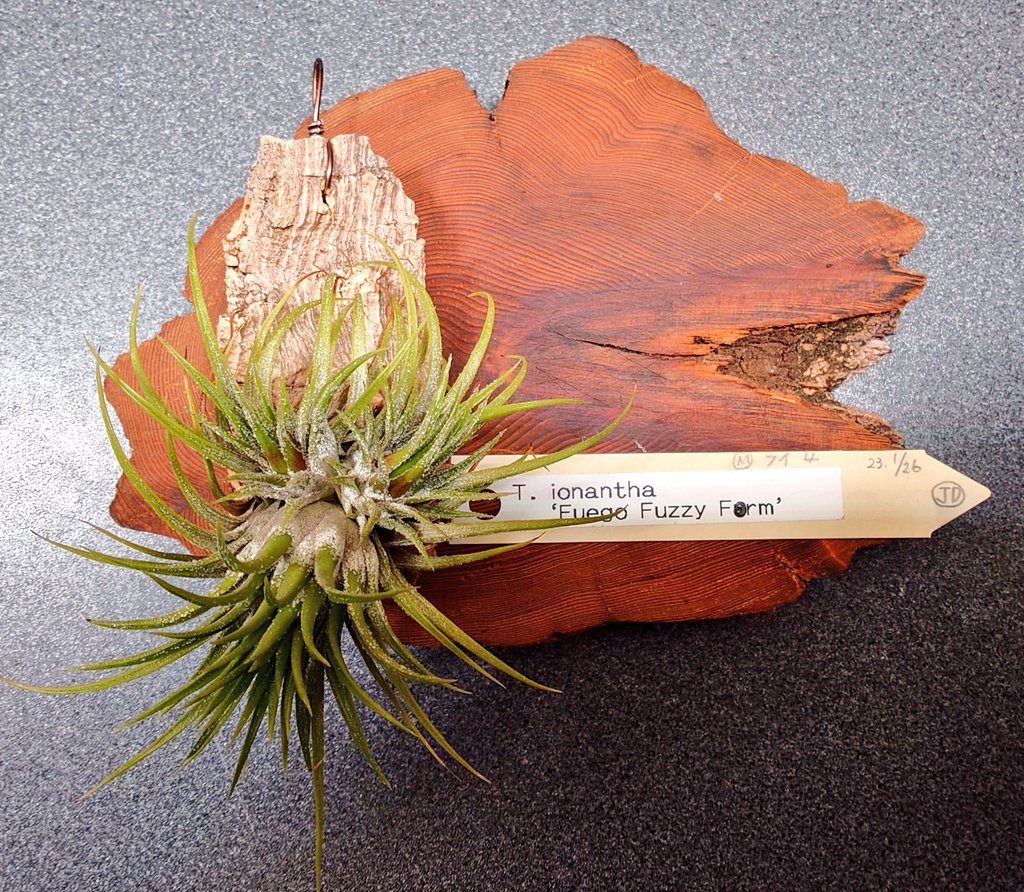 haba_neroooo's tweet photo. #草フリマ 
T.ionantha Fuego Fuzzy Form
こちらも子株2つ取れたので1つ。
親株は咲かずに増えたので開花画像なしです。
¥6,500 送料込み https://t.co/plm7lIAEtW