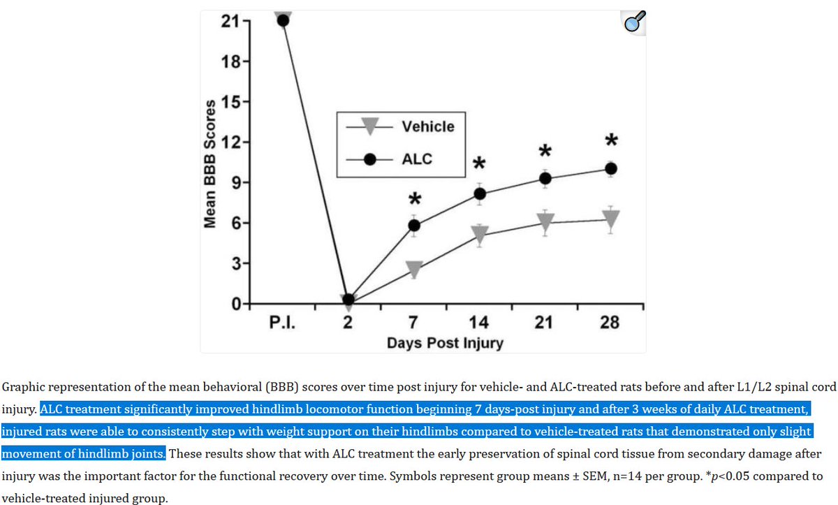 Supplementing Acetyl-L-Carnitine after spinal cord injury made paralyzed rats walk again.