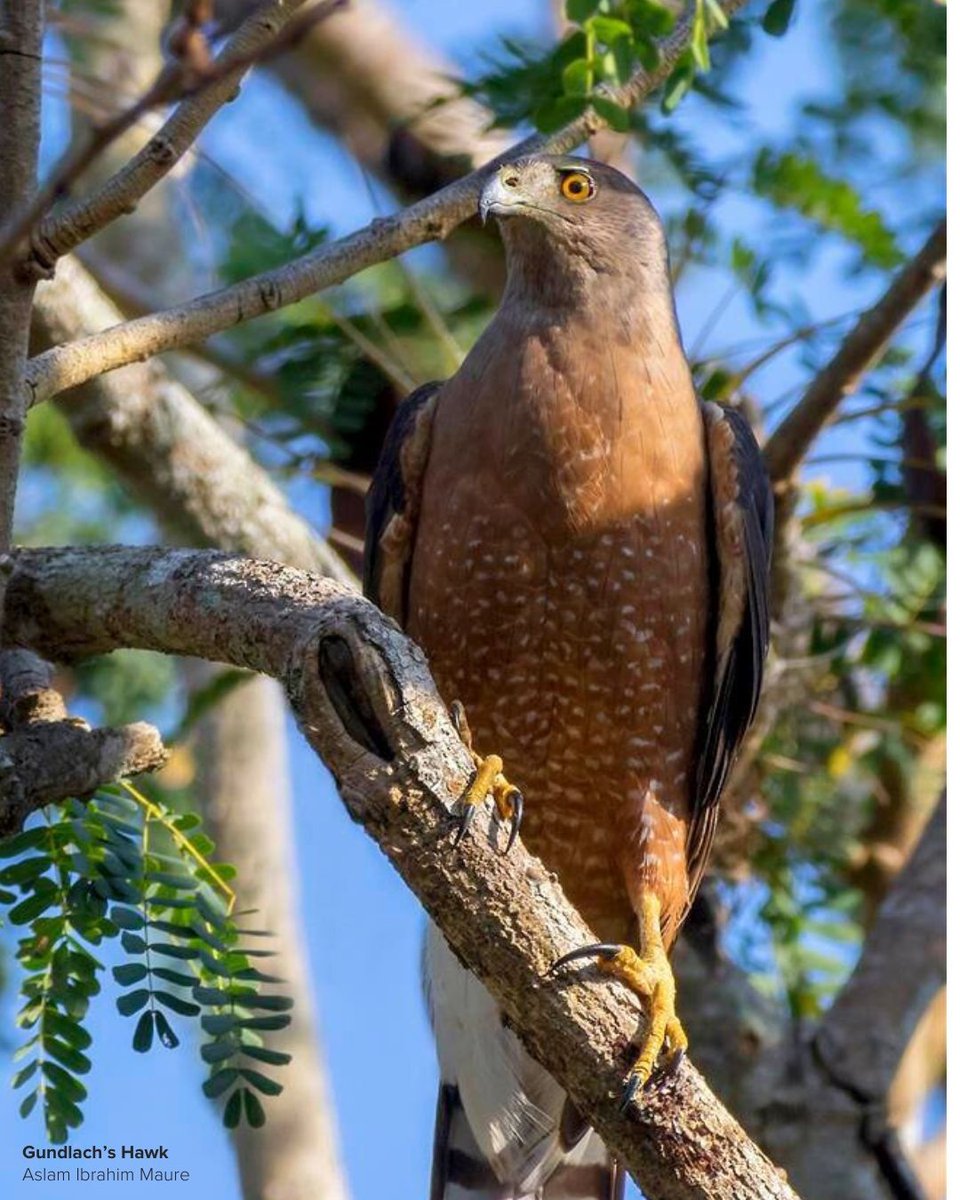 Birds Caribbean tweet media