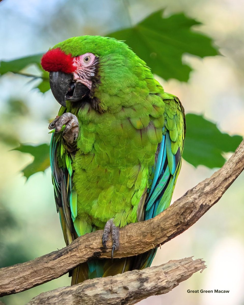 Birds Caribbean tweet media