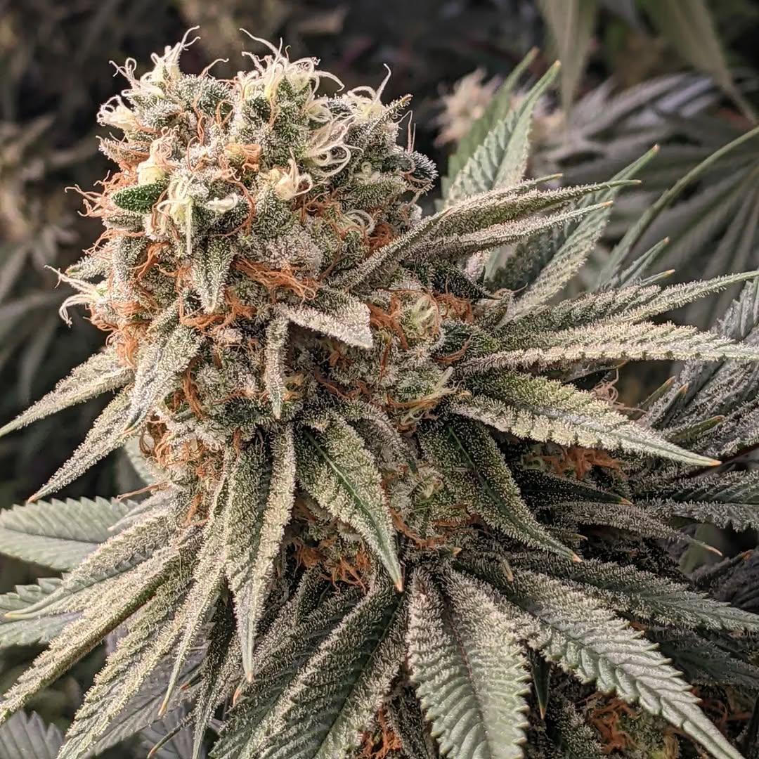 High_terps's tweet photo. This plant is a frost monster day 44 of flower 
Potato link has been updated you can now join potato channel
https://t.co/Q6qlMhOh9A https://t.co/zxZSbcIKRc