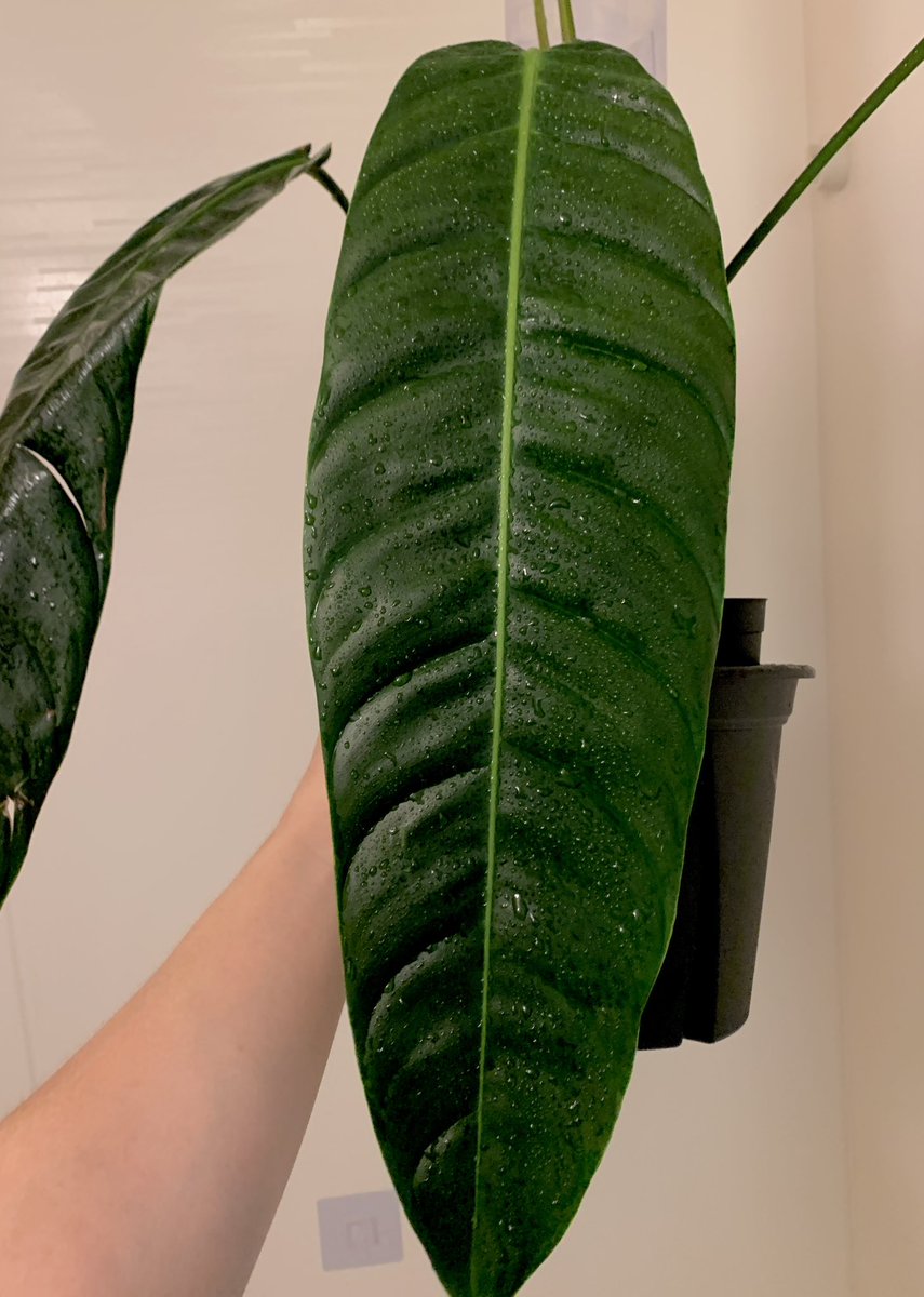 フィロデン太郎 tweet media