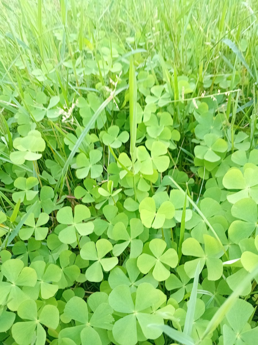 TemoAnh's tweet image. Tree-lucky. #luckytree
