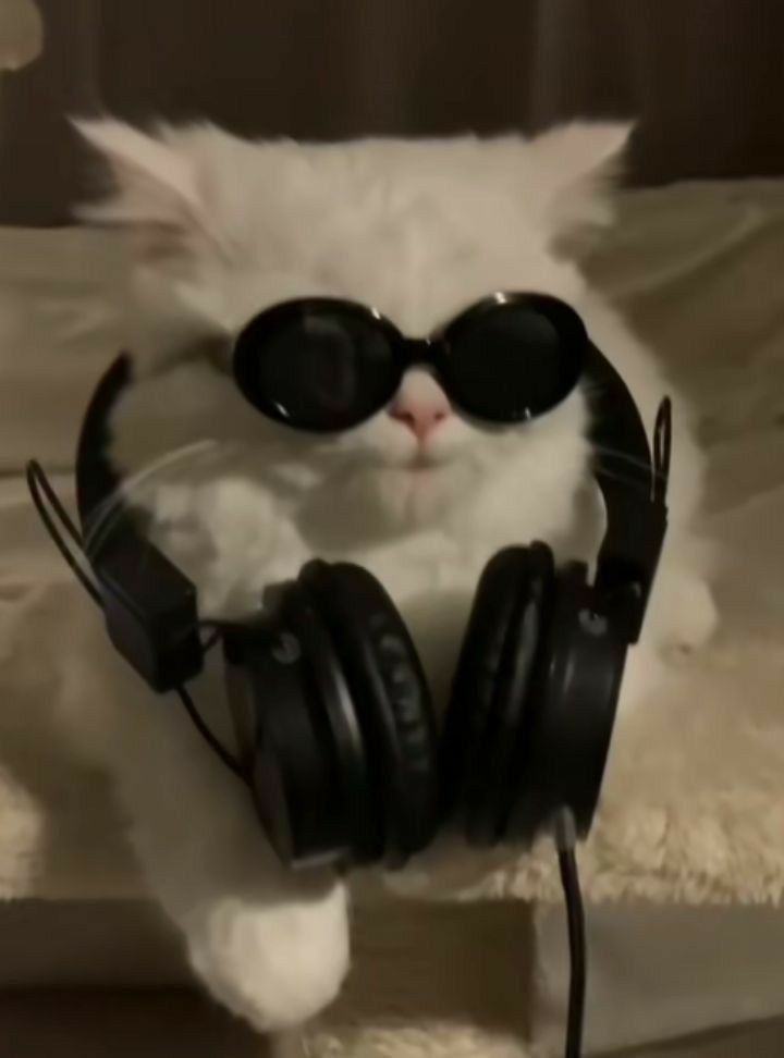 No Context Cats tweet media