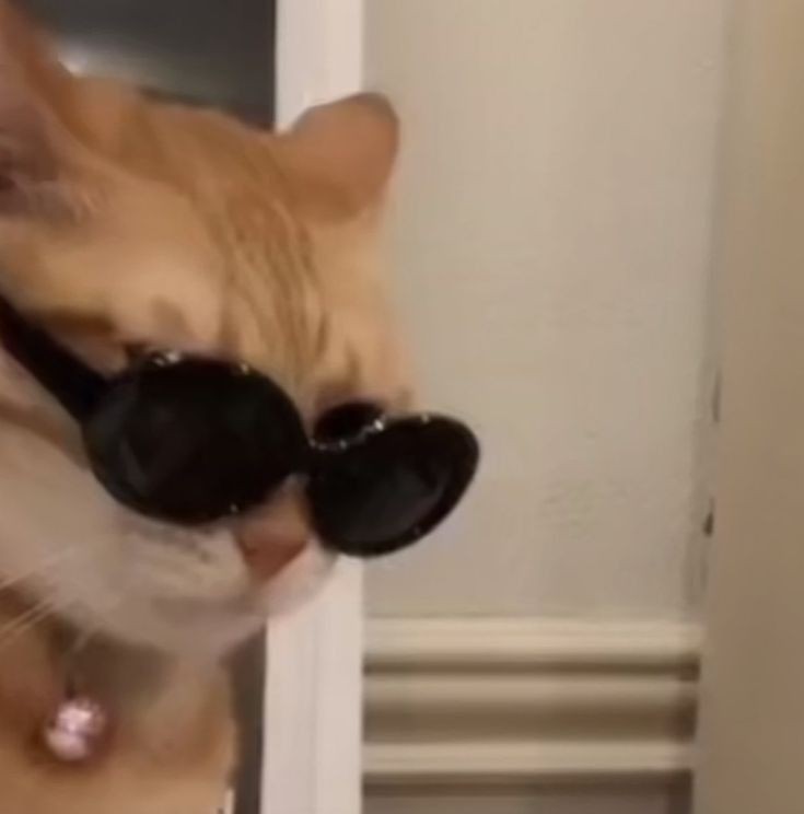 No Context Cats tweet media