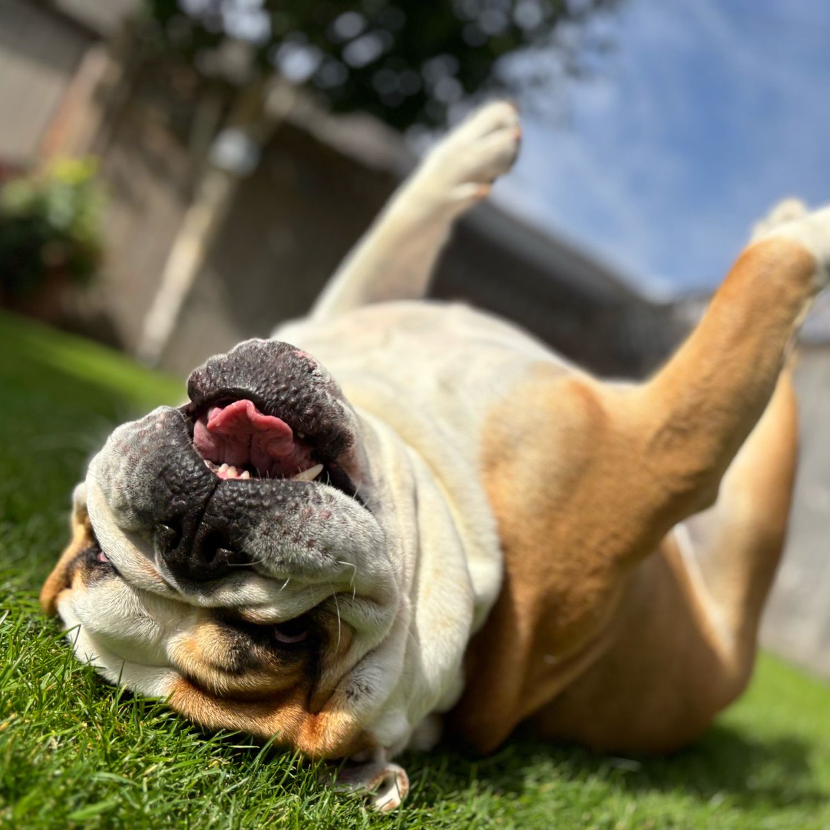 Barney the Bulldog tweet media