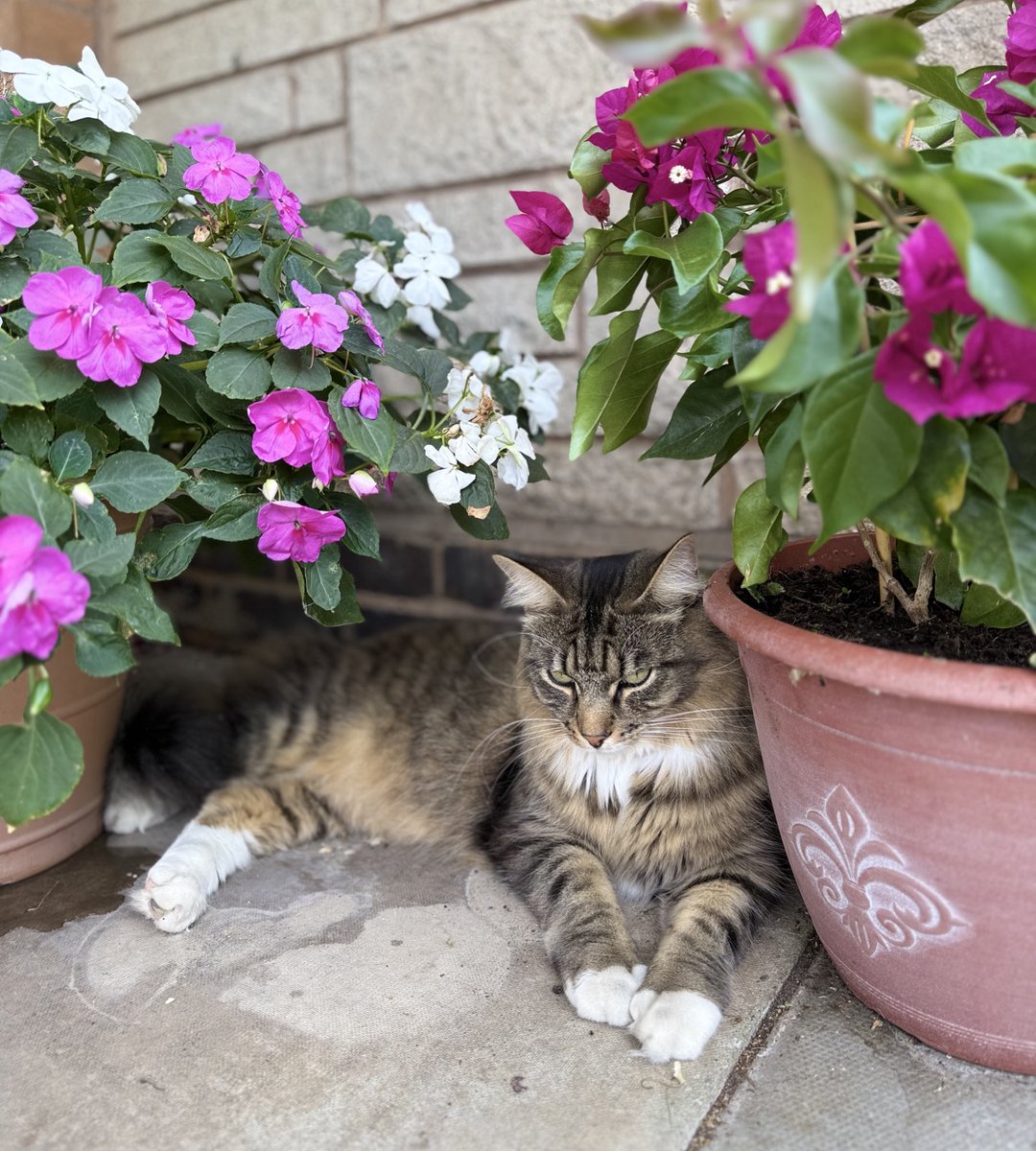 Discovered a new secret hiding spot! No one will find me here. #Caturday