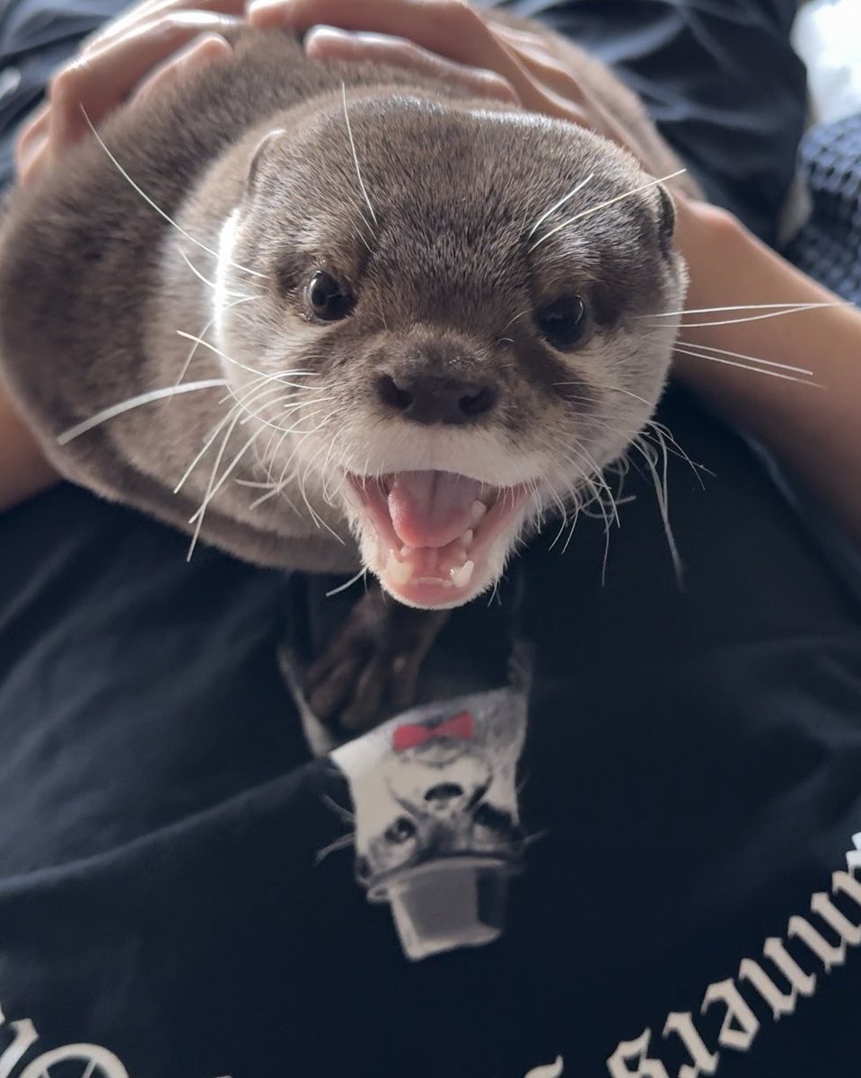カワウソ コタロー&ハナ Otter Kotaro&Hana (@Cotsumet) / X