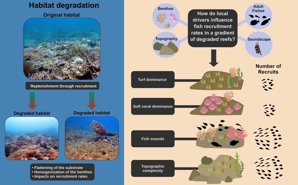 We studied how habitat structure and reef soundscapes shape fish recruitment on degraded coral reefs—finding that rugosity and healthy nighttime choruses boost recruits, while turf algae holds them back. 🐟🌊