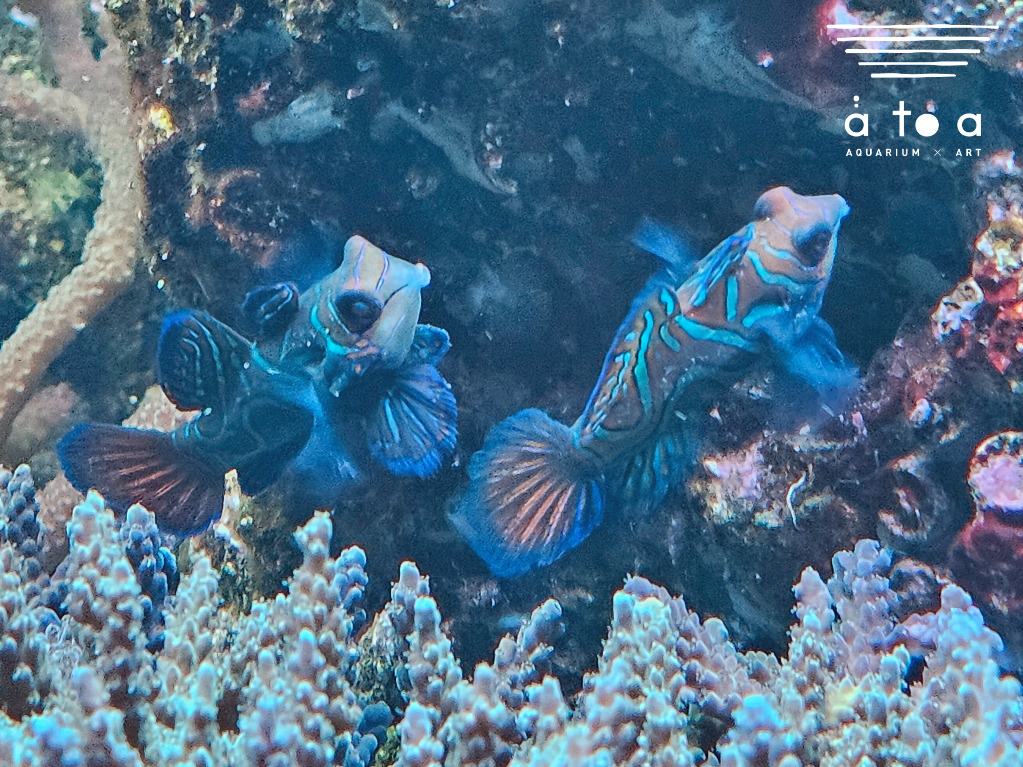 AQUARIUM ✕ ART átoa（アトア）【公式】 on X